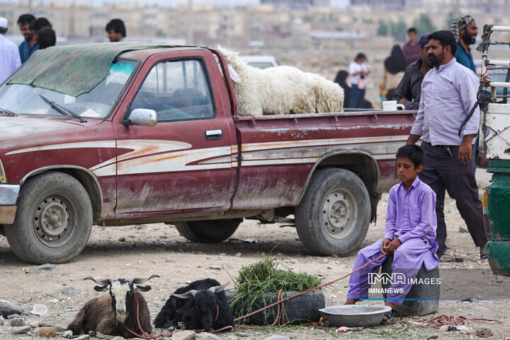 عرضه مستقیم دام در زاهدان