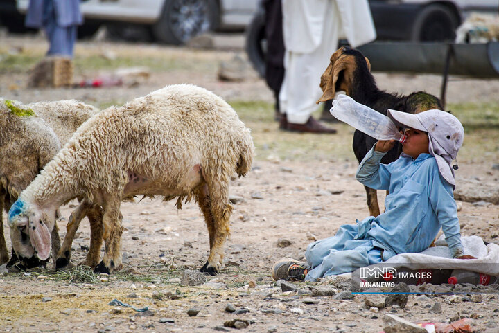 عرضه مستقیم دام در زاهدان