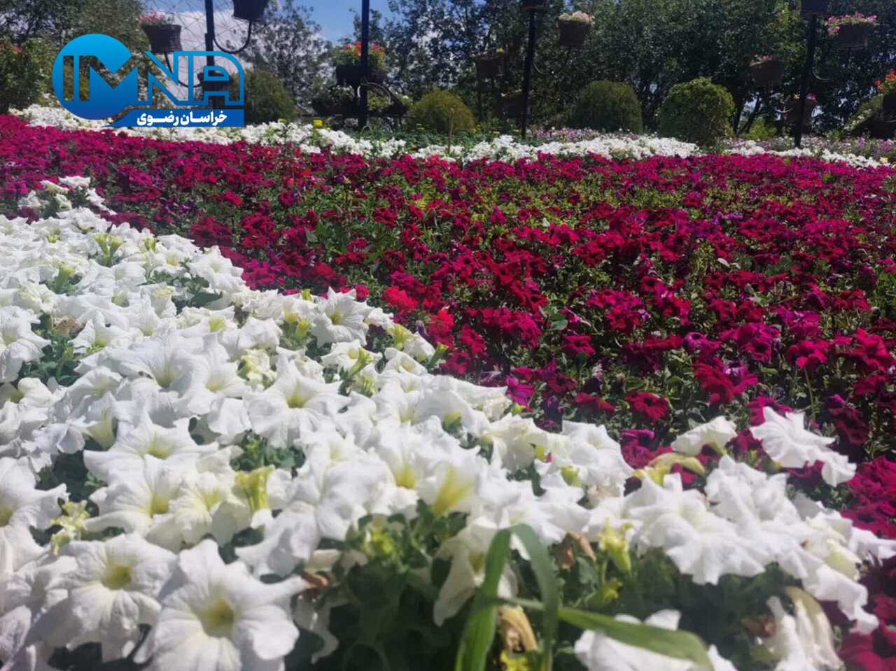 باغ مشهد میزبان جشنواره گلهای اطلسی از اول تا هفتم تیرماه