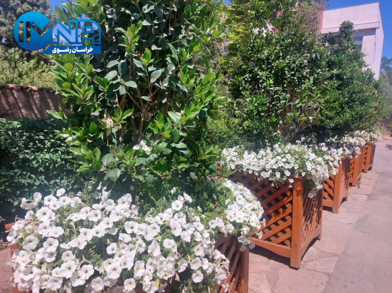 باغ مشهد میزبان جشنواره گلهای اطلسی از اول تا هفتم تیرماه