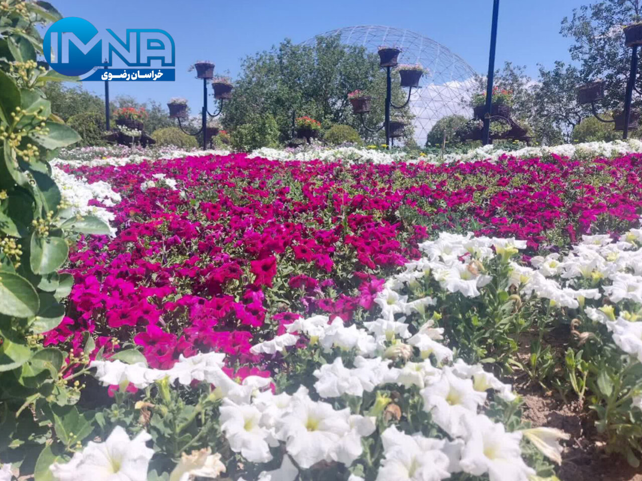 بازدید ۵۰ هزار نفر از رویداد تابستانه گل‌های اطلسی در مشهد