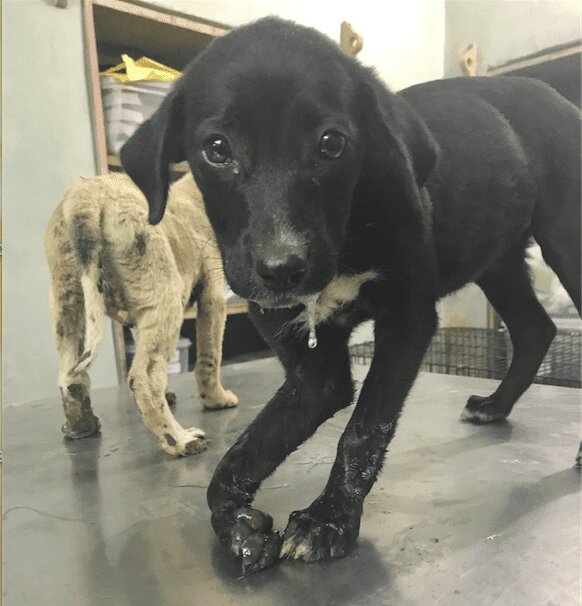 با سگهای ولگرد در سایر کشورها چگونه برخورد میشود؟