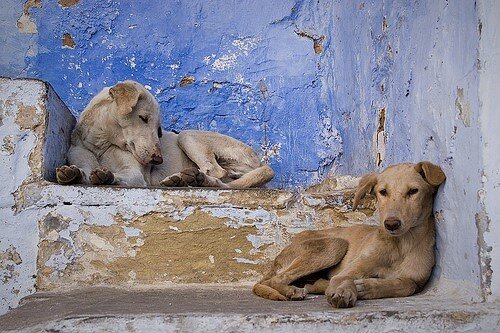 با سگهای ولگرد در سایر کشورها چگونه برخورد میشود؟