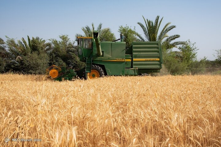 خرید ۱۵۸ هزار تن گندم در شمال استان اردبیل