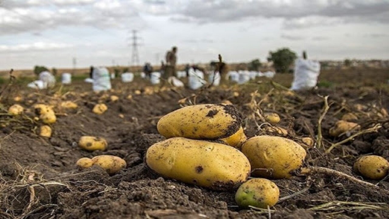 چالش خرید محصول در قطب سیب‌زمینی اصفهان؛ کشاورزان انتظار حمایت دارند