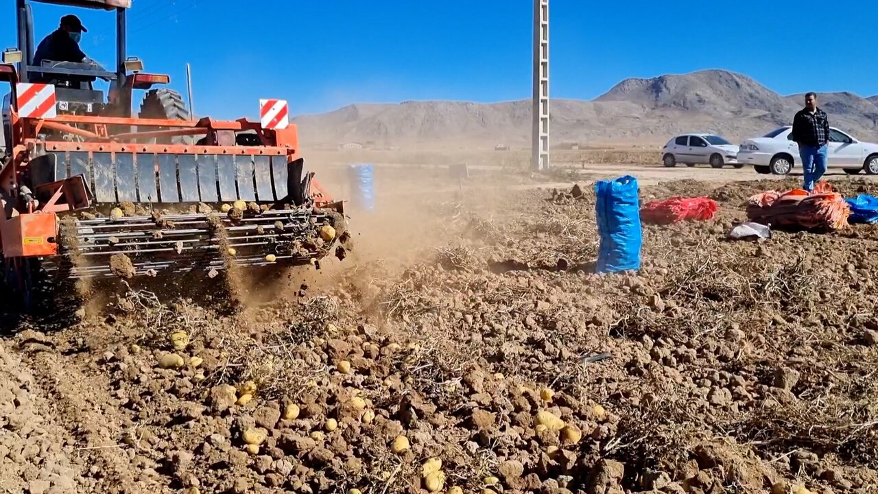 چالش خرید محصول در قطب سیبزمینی اصفهان؛ کشاورزان انتظار حمایت دارند