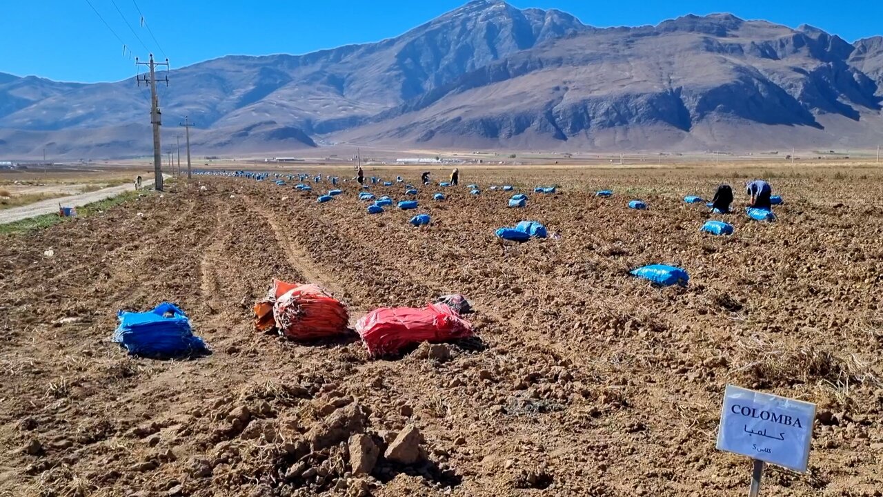 چالش خرید محصول در قطب سیب‌زمینی اصفهان؛ کشاورزان انتظار حمایت دارند
