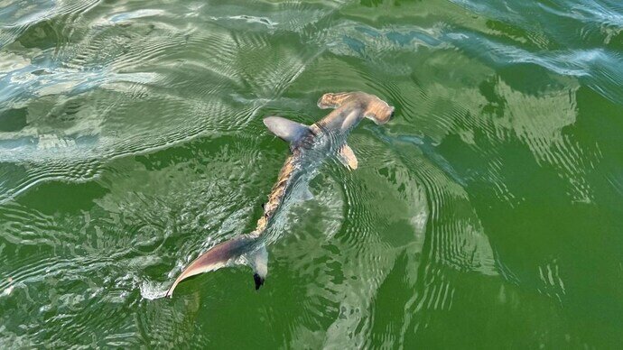 جهان در مدار خبرهای محیطزیستی امیدوارکننده