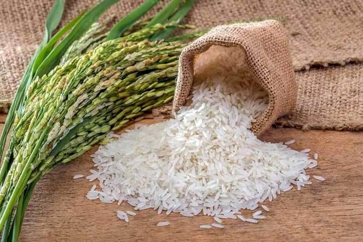 پیش‌بینی افزایش ۲۰ درصدی تولید برنج برای سال جاری
