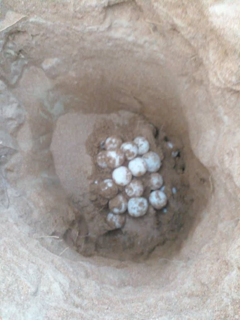 آغاز تخم‌گذاری لاک‌پشت‌های سبز در سواحل جنوب سیستان و بلوچستان