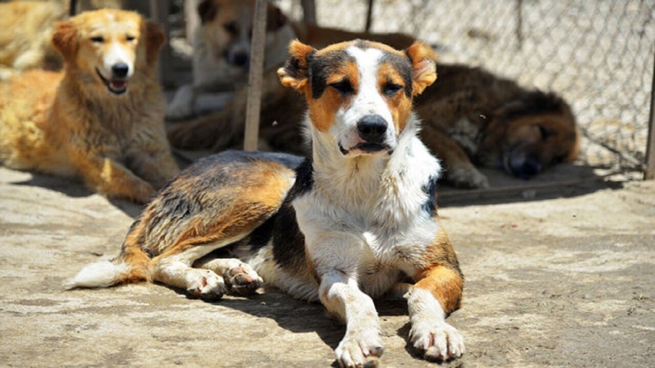 افزایش جمعیت سگهای بلاصاحب، معضل جدی شهرهای گیلان