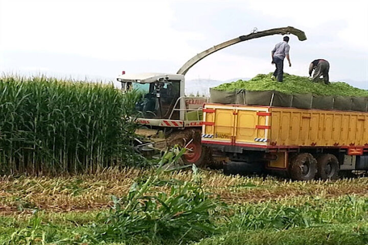 کشت قراردادی ذرت علوفهای در ۱۵ هزار هکتار از اراضی کشور برای نخستین بار