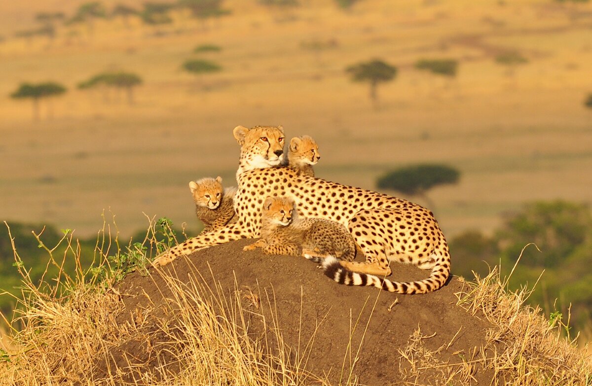 نکات جالب درباره الجزایر + عکس