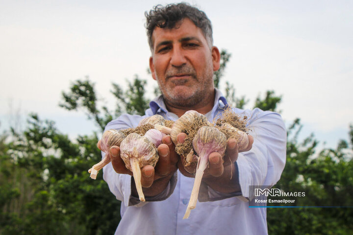 تیمورلو، پایتخت فرآوری، تولید و صادرات سیر ایران