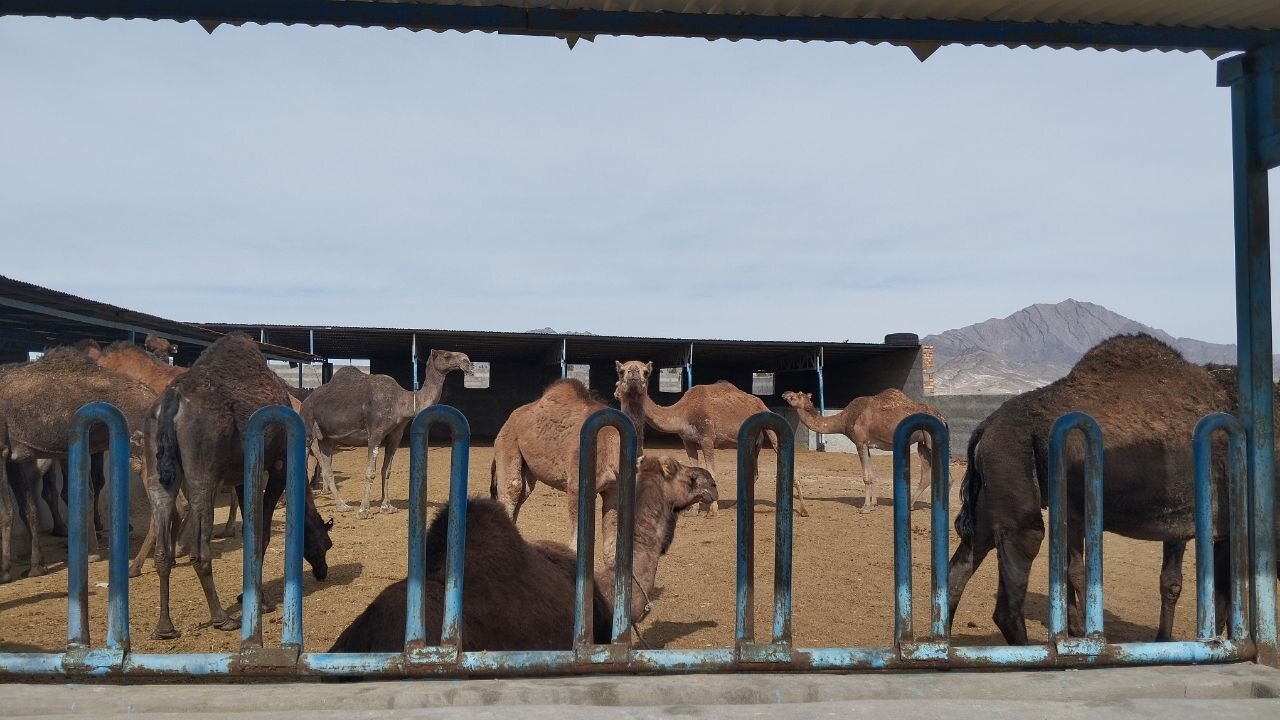 پرورش شتر؛ ثروتی نهان در دل کویر سیستان‌وبلوچستان