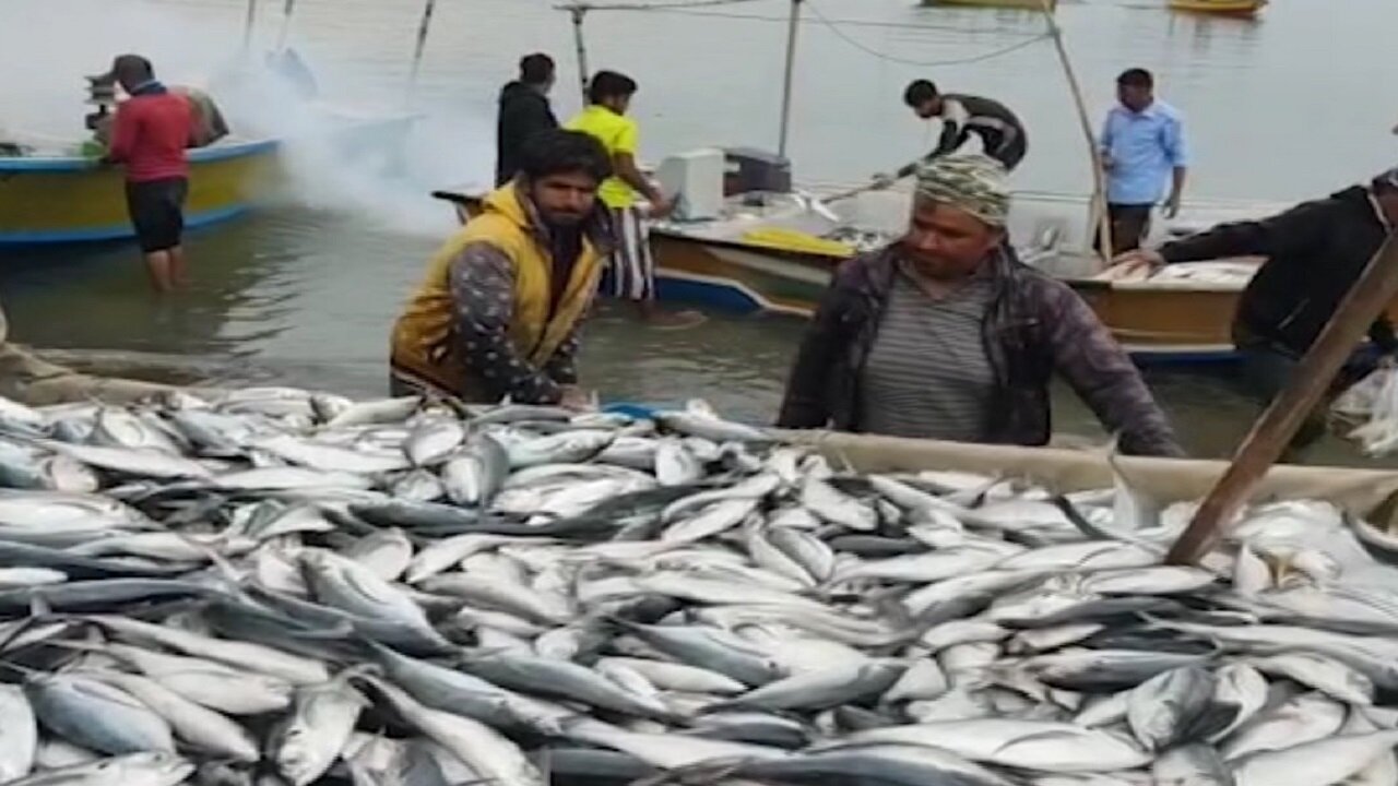 کدام ماهی‌ها در استان هرمزگان صید می‌شود؟