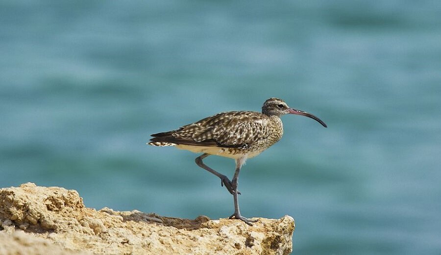 افزایش تنوع گونههای جانوری در تالاب گندمان