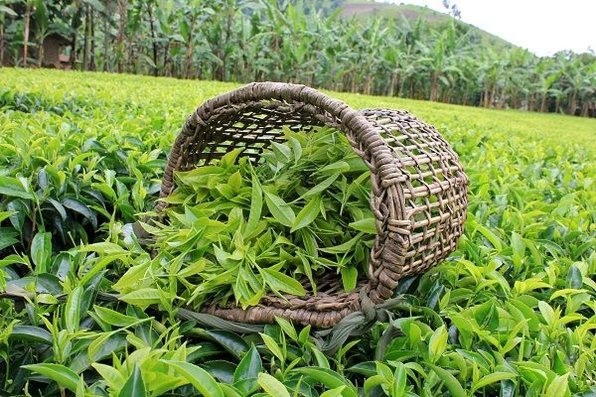 روز جهانی چای International Tea Day + دانستنی‌های جالب درباره محبوب‌ ترین نوشیدنی جهان