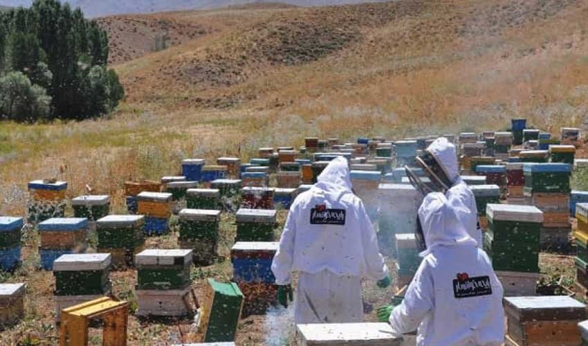 آموزش زنبورداری از صفر + معرفی کتاب