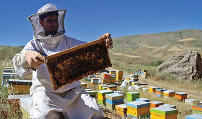آموزش زنبورداری از صفر + معرفی کتاب