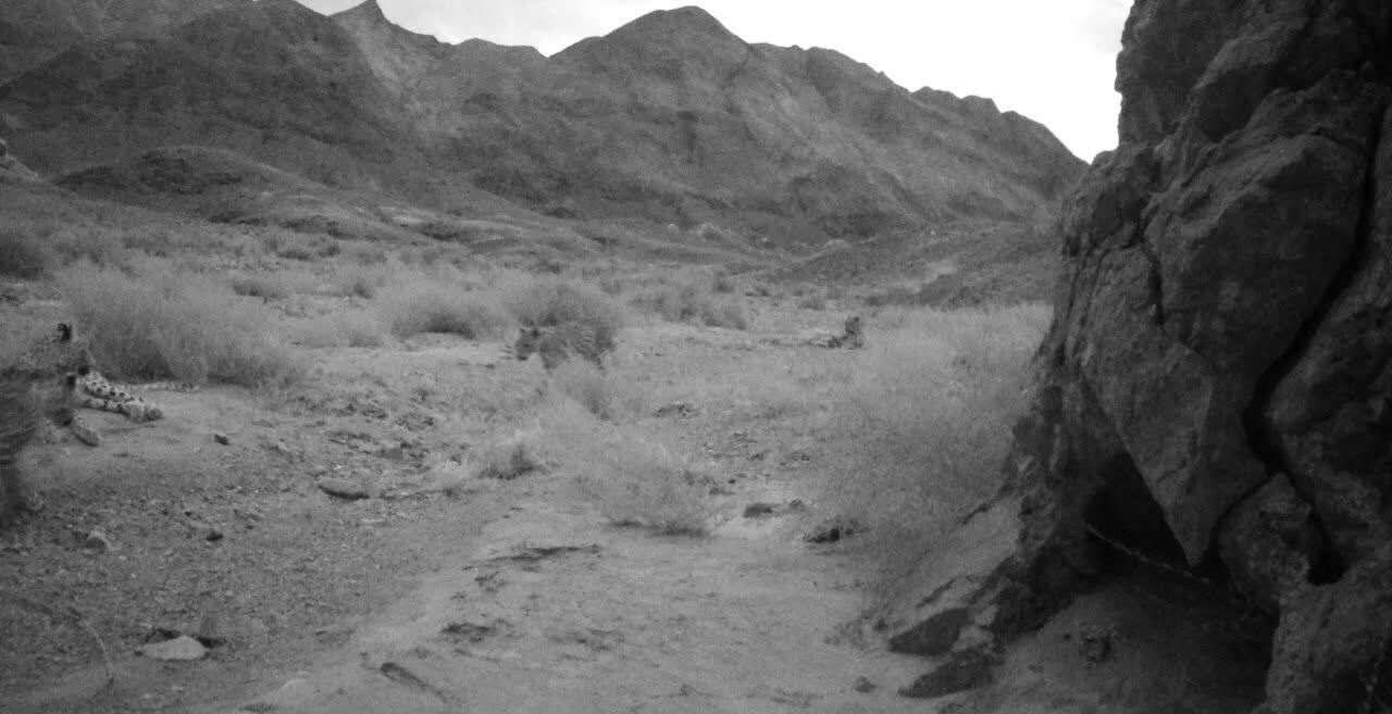 تصویر ۴ پلنگ ایرانی در پناهگاه حیاتوحش عباس آباد نایین ثبت شد+ تصاویر