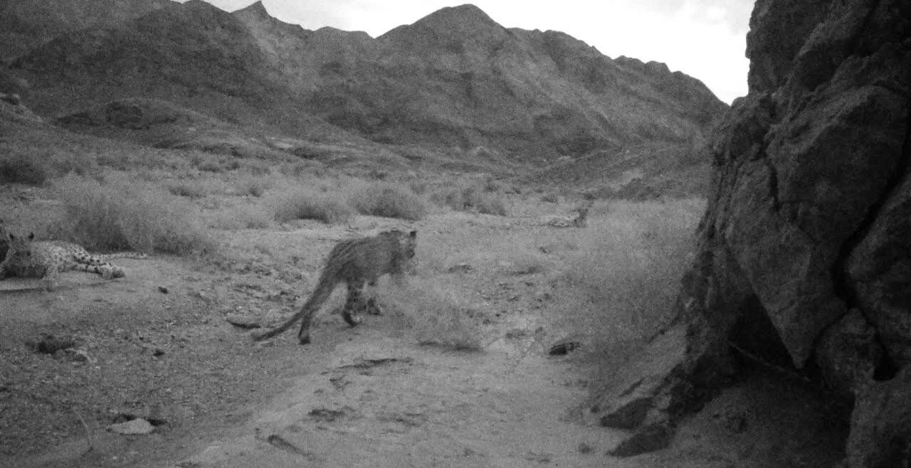 تصویر ۴ پلنگ ایرانی در پناهگاه حیاتوحش عباس آباد نایین ثبت شد+ تصاویر