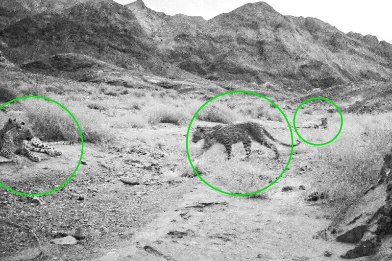 تصویر ۴ پلنگ ایرانی در پناهگاه حیاتوحش عباس آباد نایین ثبت شد+ تصاویر