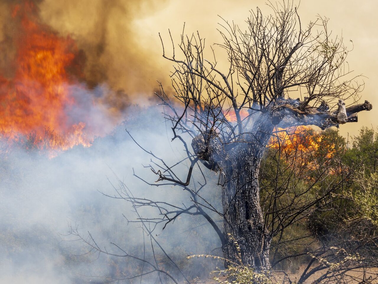 تشدید آتشسوزیهای جنگلی در اروپا بهدنبال امواج گرمایی