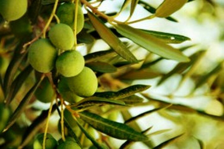 از باغهای زیتون ایران تا سفرههای جهانی، روایت موفقیت صادرات