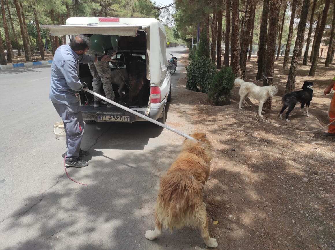 ساماندهی سگهای ولگرد در گچساران، معطل واگذاری زمین است