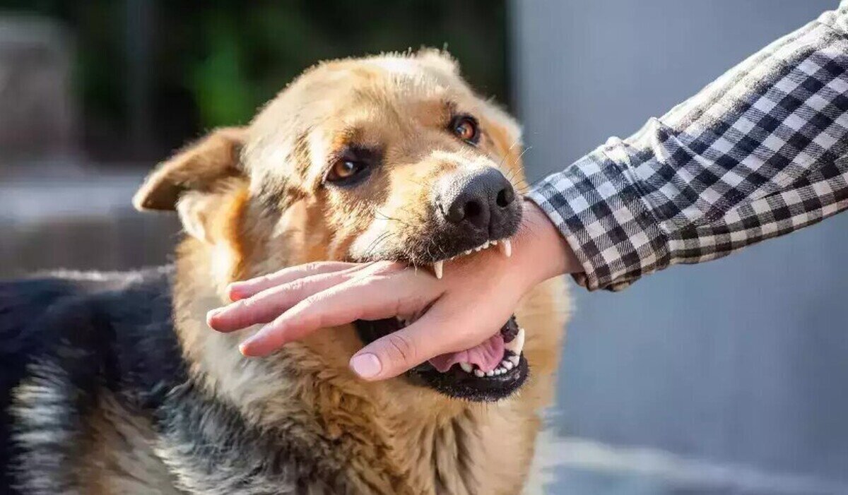 استفاده از راهکارهای علمی در جهت ساماندهی و کنترل سگهای بلاصاحب