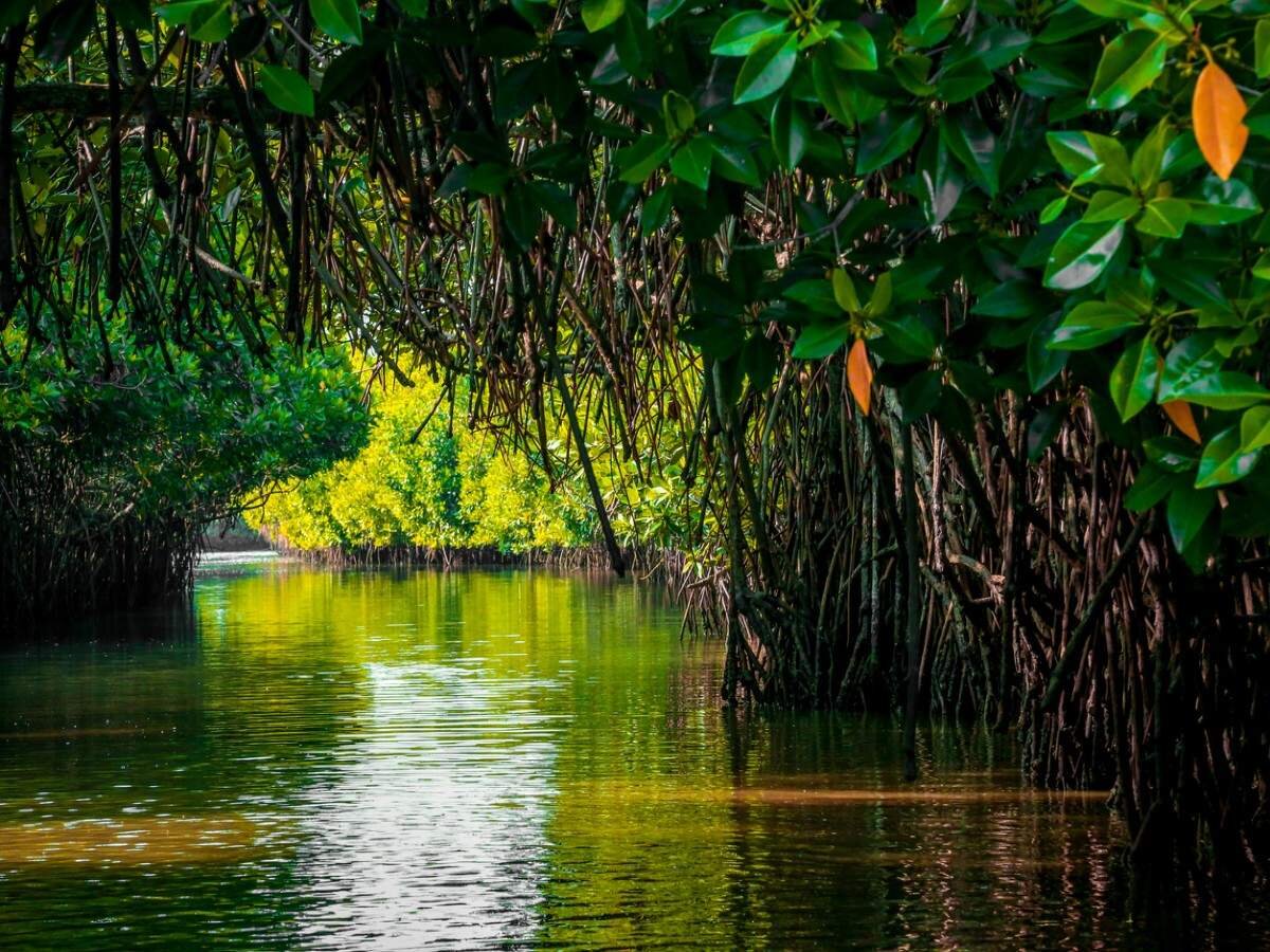 روز جهانی مانگرو World Mangrove Day + نقش جنگل‌های مانگرو در حفاظت از حیات