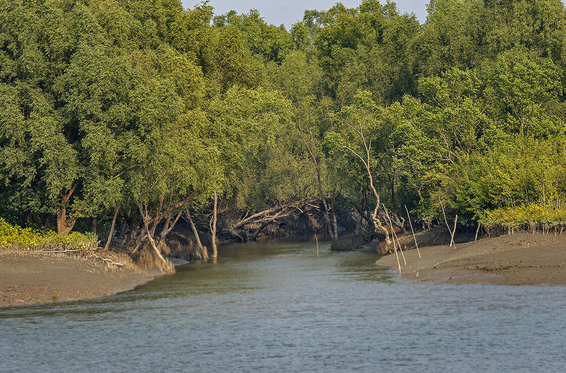 روز جهانی مانگرو World Mangrove Day + نقش جنگل‌های مانگرو در حفاظت از حیات