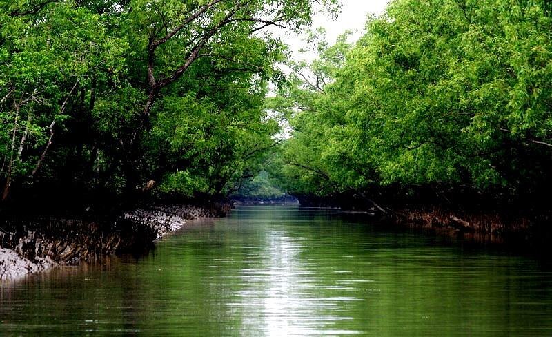 روز جهانی مانگرو World Mangrove Day + نقش جنگل‌های مانگرو در حفاظت از حیات