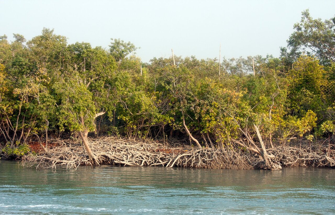 روز جهانی مانگرو World Mangrove Day + نقش جنگل‌های مانگرو در حفاظت از حیات