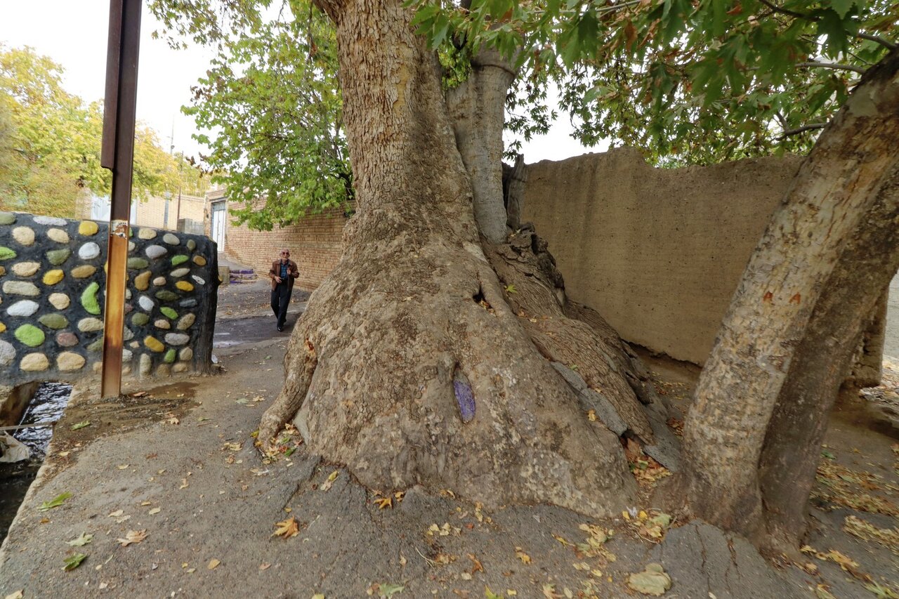 کهنسالترین درختان ایرانی که ثبت ملی شدهاند