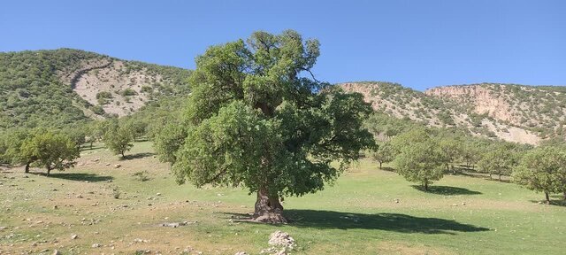 کهنسال‌ترین درختان ایرانی که ثبت ملی شده‌اند