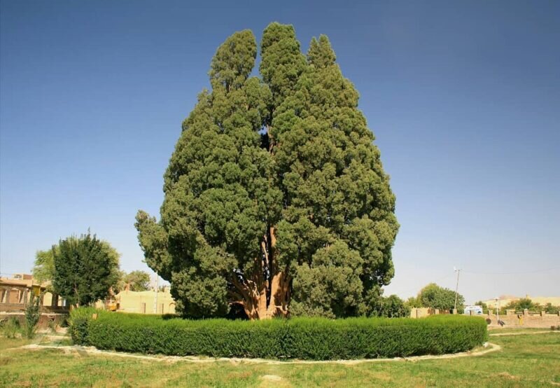 کهنسالترین درختان ایرانی که ثبت ملی شدهاند