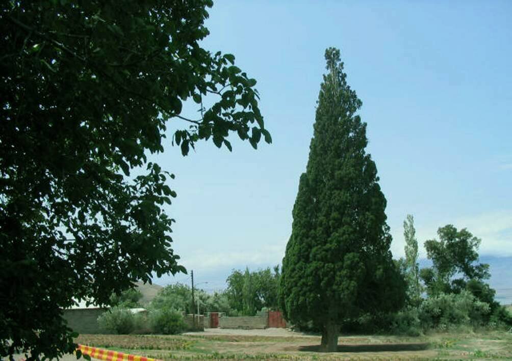 کهنسالترین درختان ایرانی که ثبت ملی شدهاند