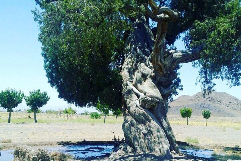کهنسالترین درختان ایرانی که ثبت ملی شدهاند