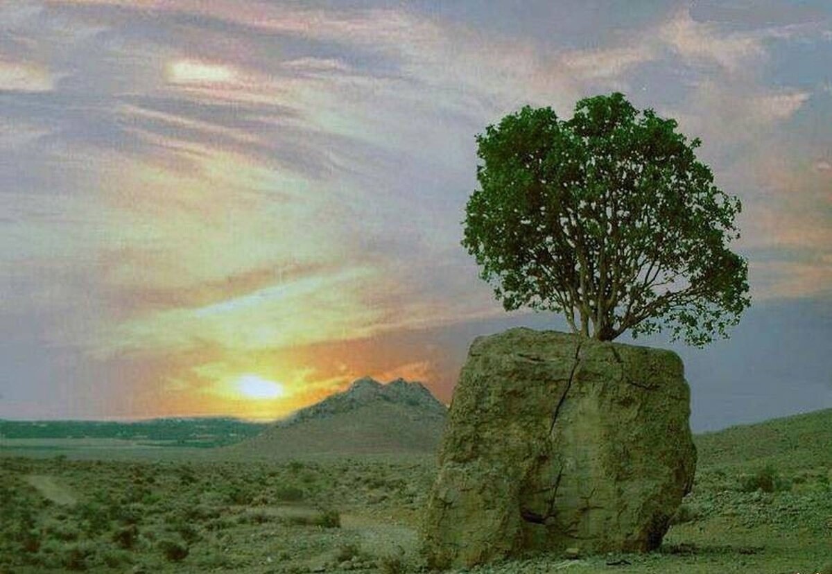 کهنسالترین درختان ایرانی که ثبت ملی شدهاند