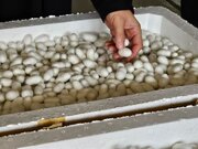 پیش‌بینی برداشت ۳۴۰ تن پیله ابریشم در خراسان شمالی