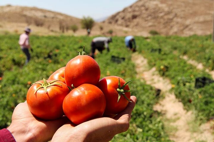 پیش‌بینی تولید ۶۵۰ هزار تن گوجه‌فرنگی در بوشهر