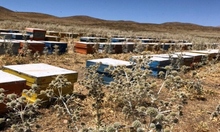 بهترین سایت خرید عسل طبیعی - 8 ویژگی شاخص زنبورداری علی بابا بهترین سایت خرید عسل طبیعی - 8 ویژگی شاخص زنبورداری علی بابا