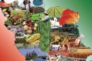 سند امنیت غذایی به دنبال افزایش تولید و کاهش سطح زیر کشت است