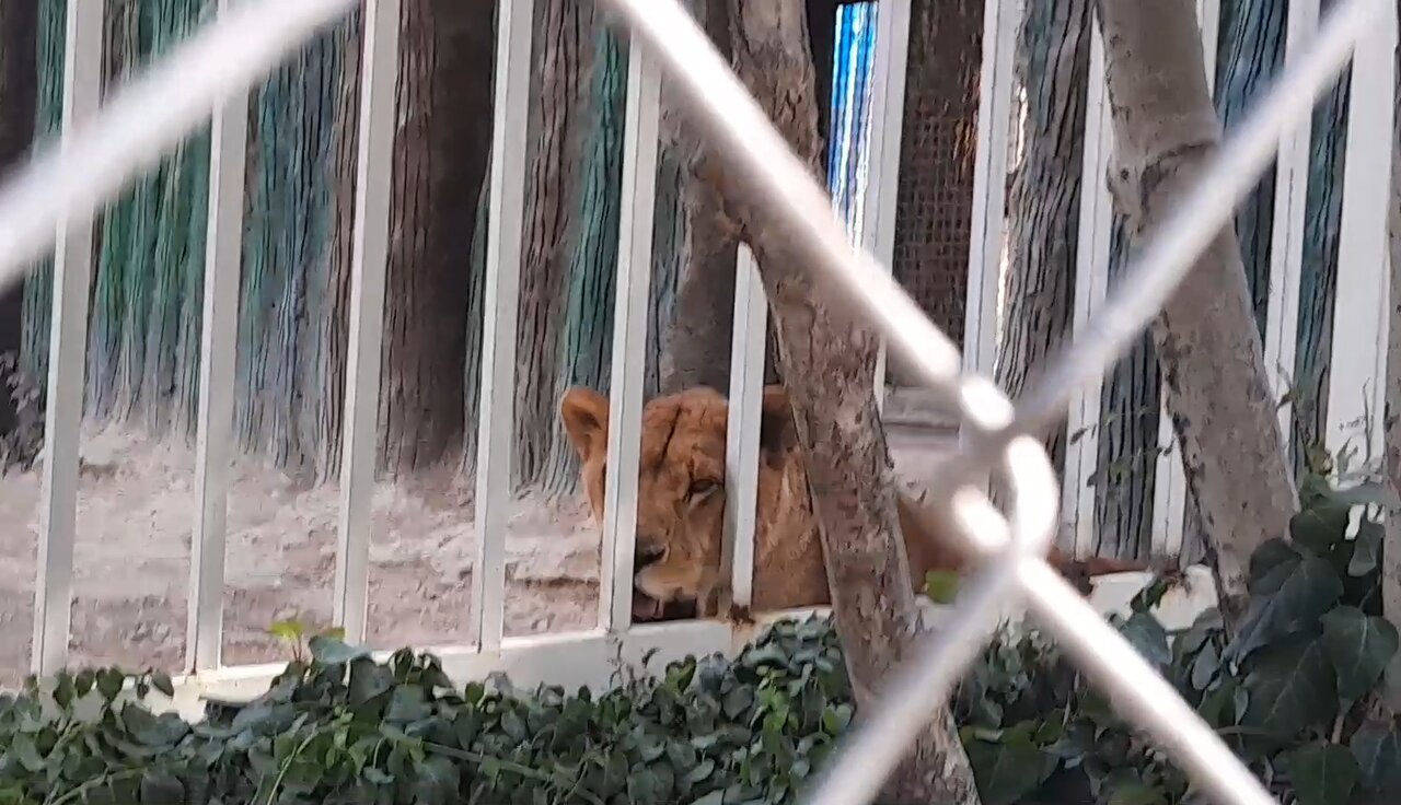 Zoo Animals Suffer Devastating Consequences of Heatwave