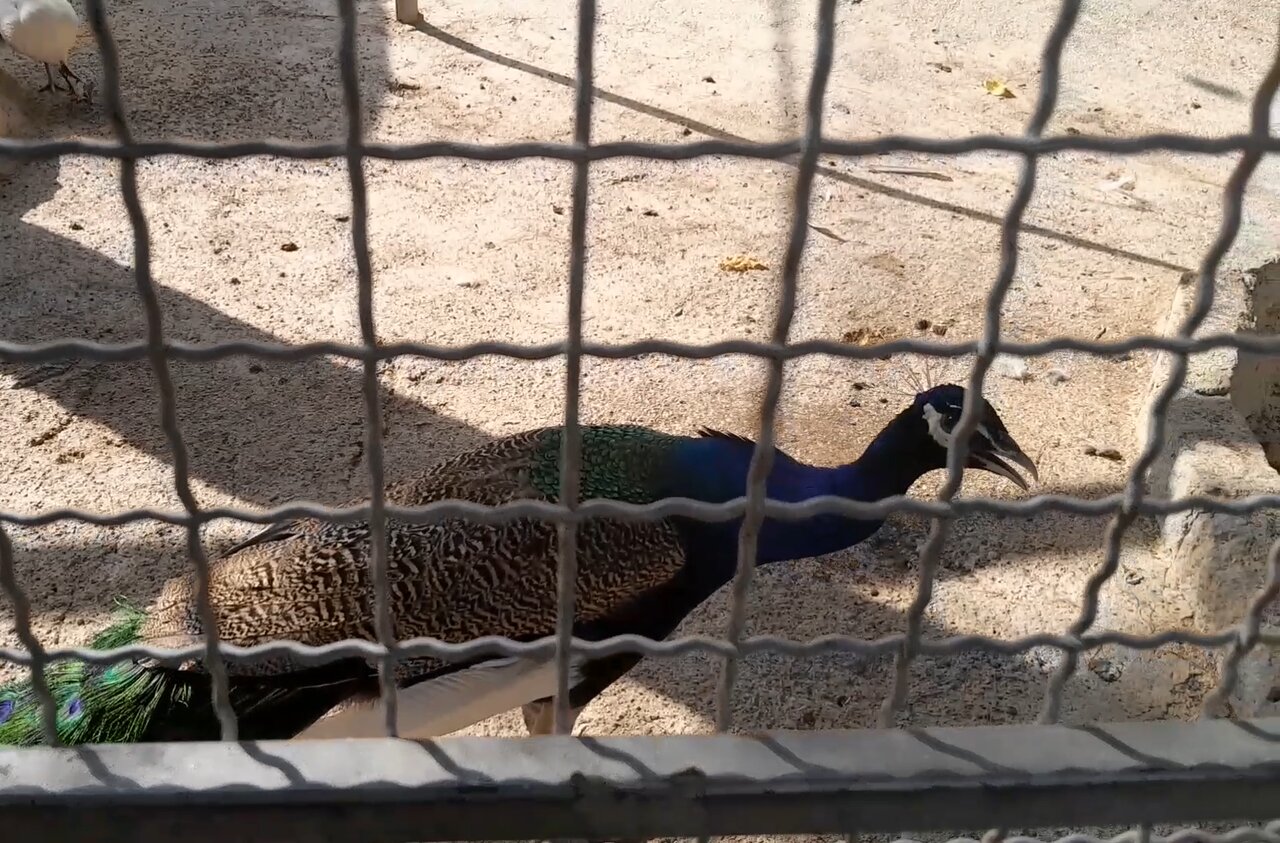 Zoo Animals Suffer Devastating Consequences of Heatwave