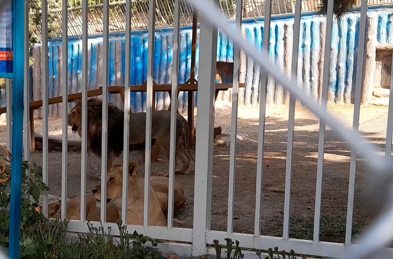 Zoo Animals Suffer Devastating Consequences of Heatwave