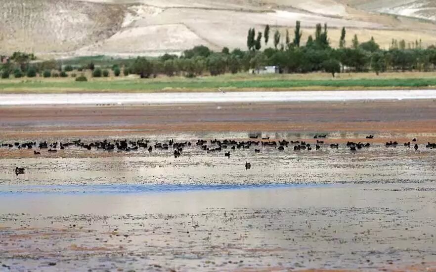 تالاب بینالمللی «قوریگل» چشمانتظار حمایت