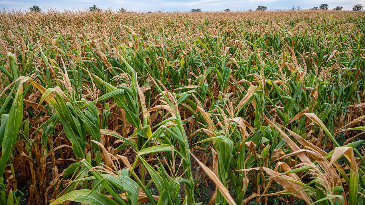 آثار منفی المپیک ۲۰۲۴ بر درآمد پاریس / تشویق آلمانیها برای مهاجرت به روستا